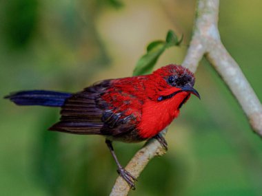 Bir dalın üzerine tünemiş kırmızı bir güneş kuşunun seçici odak noktası.