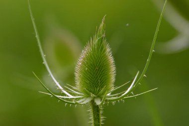 Bulanık yeşil bir zemin üzerinde güzel yeşil bir devedikeni başlığı seçici bir odak