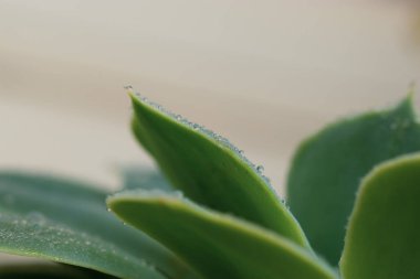 Su damlacıkları ile Echeveria sulu bitkisinin yakın çekimi
