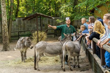 Bir grup ziyaretçi ahşap bir çitin arkasında eşekleri izliyor. Hayvanat bahçesindeki hayvanları keşfeden Poznan, Polonya