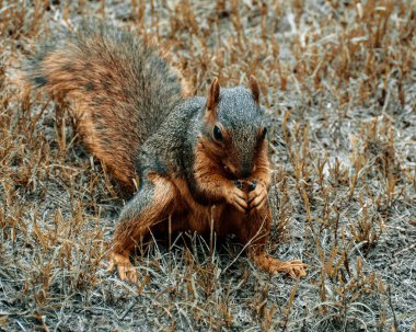 Bir tilki sincabı yerde yemek yerken yakın çekim.