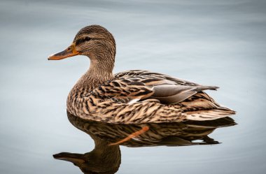 Yüzen kahverengi yaban ördeğinin yakın çekimi.