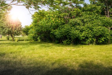 Yeşil ağaçlarla dolu güzel bir park manzarası ve yürüyüş ve gezinti için çimenler.