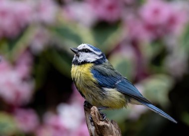 A macro shot of a Eurasian blue tit (Cyanistes caeruleus), a passerine bird perched on the wood