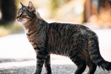 Güneşli bir günde sokakta yürüyen güzel bir tekir kedi Mainz Kastel Almanya 'da Eltville' de