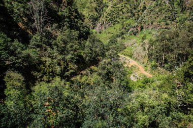 Güneşli bir günde bir orman ve dağ manzarası.