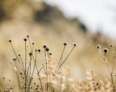 Almanya, Eltville 'de güzel çiçeklerin yakın plan çekimi.