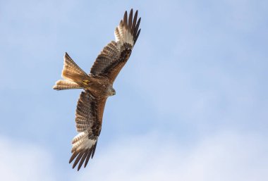 Mavi gökyüzünde uçan büyük bir şahinin alçak açılı görüntüsü.