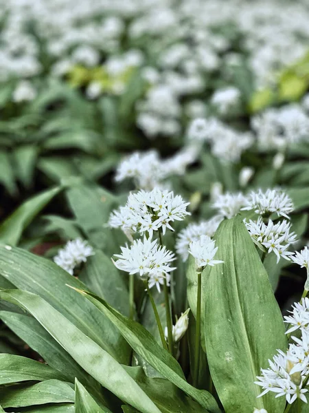 Gros Plan Vertical Fleurs Ramsons Blanches Poussant Parmi Les Feuilles — Photo