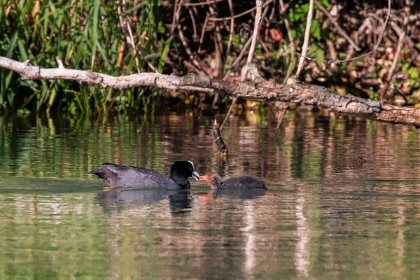 Belo Tiro Pato Preto Com Seu Bebê Superfície Água — Fotografia de Stock