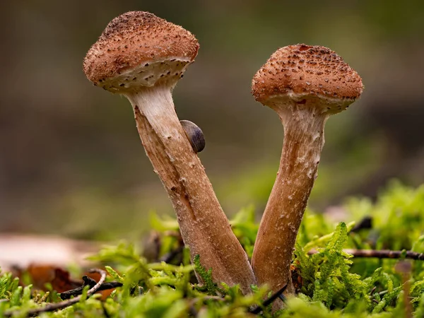 Два Роста Armillaria Ostoyae Mushrooms Moss — стоковое фото