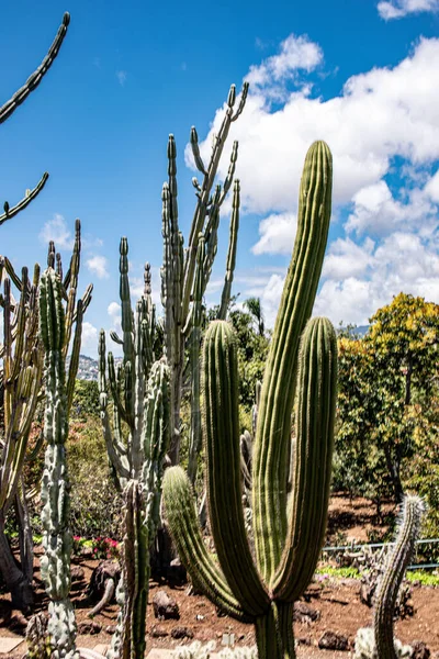 Närbild Bild Cardon Grande Kaktus Echinopsis Terscheckii — Stockfoto