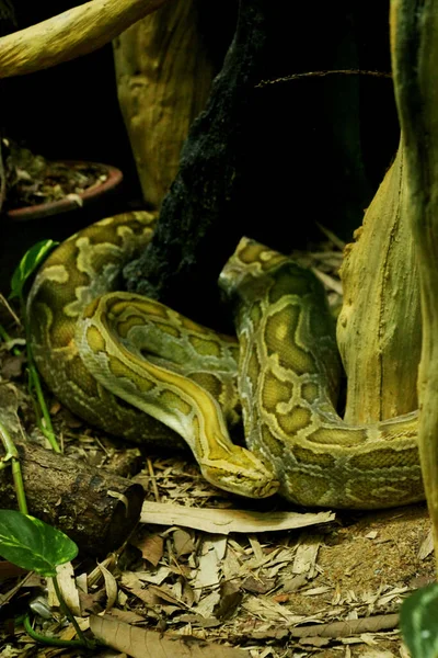 动物园里一只缅甸蟒蛇 Python Bivittatus 的垂直镜头 — 图库照片