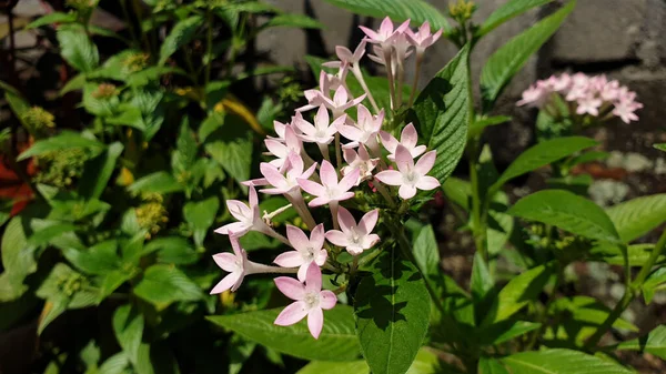 Tiro Panorâmico Flores Florescendo Pentas Lanceolata Dia Ensolarado Jardim Home — Fotografia de Stock