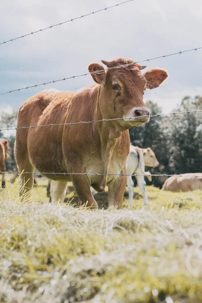 農地での黒毛和牛の垂直閉鎖ショット — ストック写真