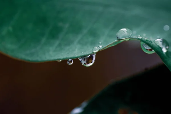 Eine Nahaufnahme Von Wassertropfen Auf Einem Grünen Blatt — Stockfoto