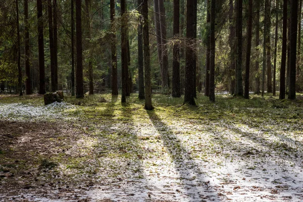 Malebný Pohled Zelené Borovice Rostoucí Lese Slunečného Dne — Stock fotografie