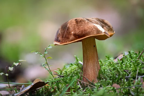 Gros Plan Neoboletus Luridiformis Également Connu Sous Nom Boletus Luridiformis — Photo