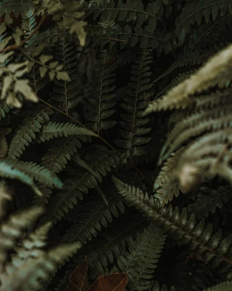 Рослини Папороті Лісі — стокове фото