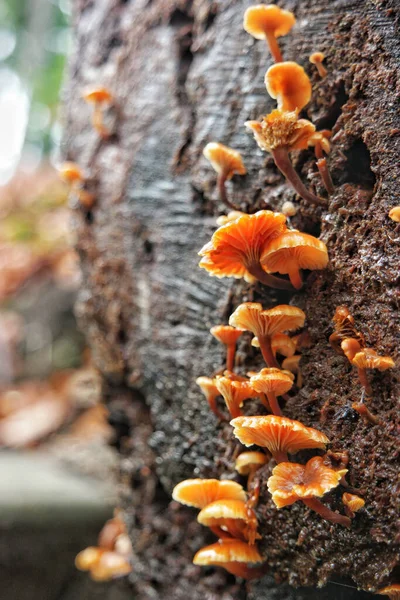 Ağaç Gövdesinde Yetişen Sarı Mantarların Dikey Görüntüsü — Stok fotoğraf