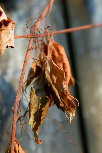 Bulanık Arkaplanda Kuru Yaprakların Dikey Görüntüsü — Stok fotoğraf