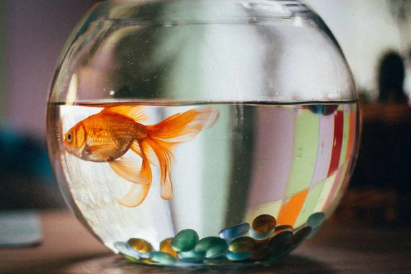 Closeup Goldfish Swimming Bowl Blurry Background Shallow Focus — Stock Photo, Image