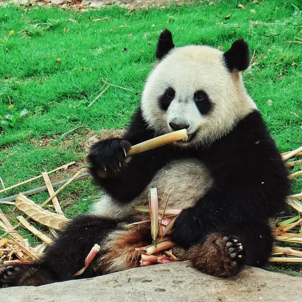 Zbliżenie Ujęcie Pandy Snacking Bambus Polu — Zdjęcie stockowe