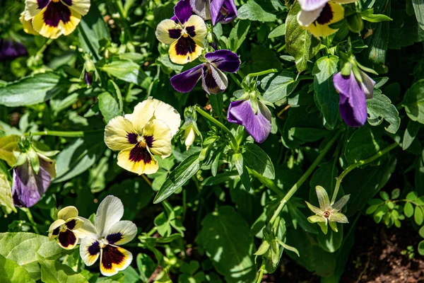 Een Prachtig Shot Van Mieterige Bloemen Bloeien Tuin — Stockfoto