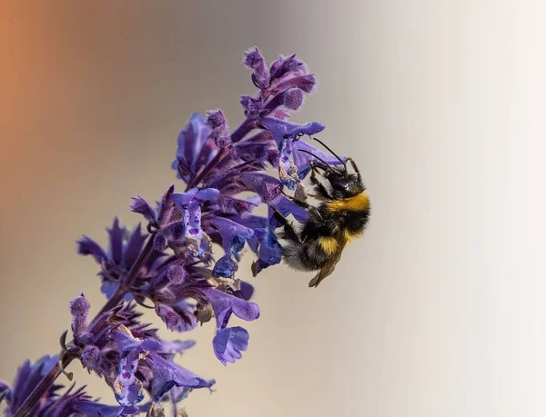 Ένα Κοντινό Πλάνο Μιας Μέλισσας Που Γονιμοποιεί Μωβ Λουλούδια — Φωτογραφία Αρχείου