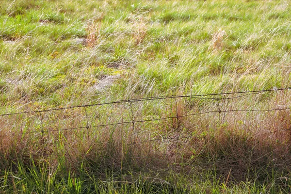 Uma Fazenda Verde Campos São Separados Por Uma Grade Metal — Fotografia de Stock