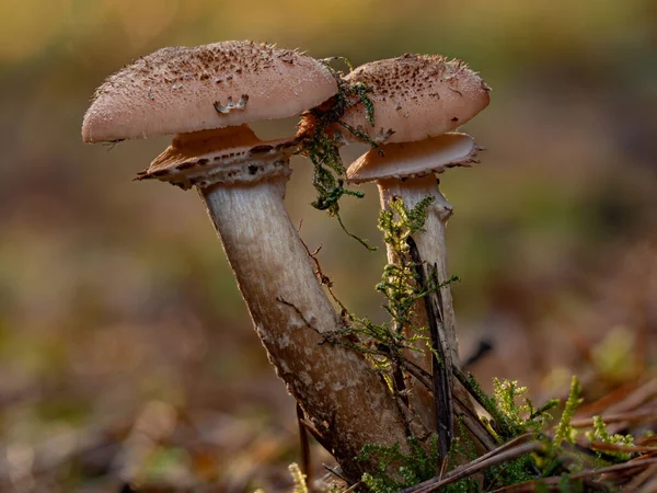 Şafakta iki uzun Armillaria ostoyae mantarı