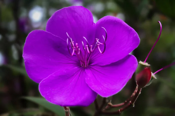 Gros Plan Une Fleur Pourpre Qui Fleurit Dans Jardin — Photo