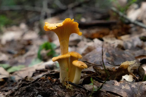 Sonbaharda bazı Chanterelles 'lerin yakın çekimi