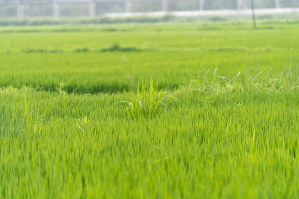 畑の中の新緑の草の塊 — ストック写真