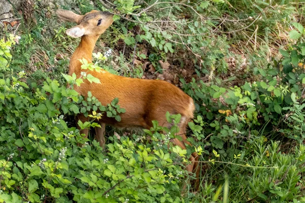 Young Deer Eating Greenery — Stock Photo, Image