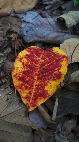森の中の地面に落ちた赤い乾燥した葉の垂直ショット — ストック写真