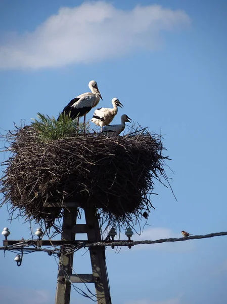 Stork Standing Its Nest Two Babies Electricity Post — Stock Photo, Image