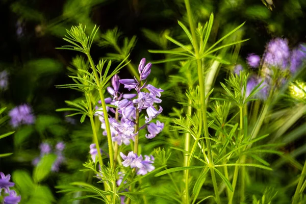 Eine Nahaufnahme Von Bluebell Blumen Die Einem Sonnigen Tag Grünen — Stockfoto