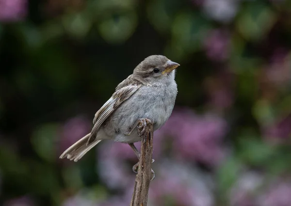 Eine Selektive Fokusaufnahme Eines Schönen Sperlings Auf Einem Ast Garten — Stockfoto