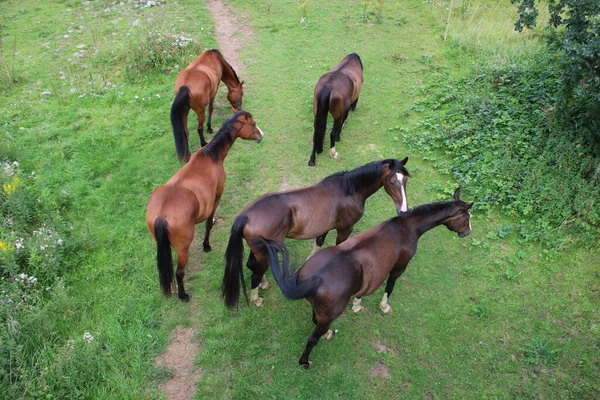 Plan Aérien Chevaux Pâturant Dans Les Terres Agricoles Verdoyantes — Photo