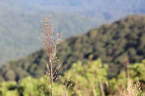 Grand Roseau Sauvage Poussant Sur Une Colline Dessus Une Vue — Photo