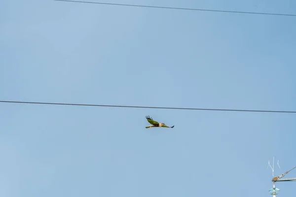 Low Angle Shot Western Marsh Harrier Flying Blue Sky — Stock Photo, Image