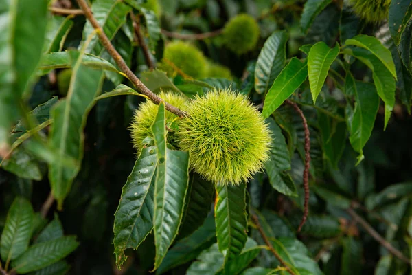 背景に緑の葉を持つ中国の栗の植物のクローズアップショット — ストック写真