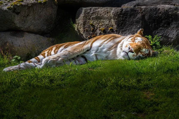 Tigre Siberiano Adulto Yendo Lado Dormir Sol Por Algunas Rocas —  Fotos de Stock