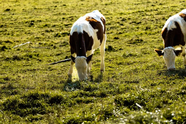 Vacas Pasto Mont Pelerin Suíça — Fotografia de Stock