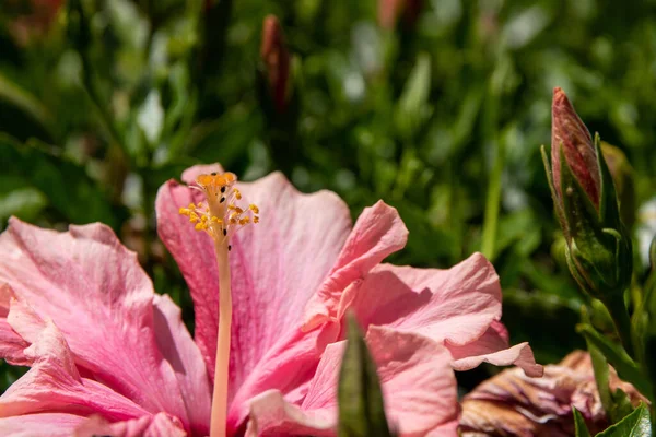 Een Ondiepe Focus Shot Van Roze Hibiscus Rosa Sinensis Bloemen — Stockfoto