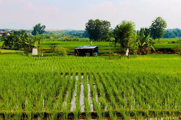 Una Vista Aérea Del Campo Arroz Crecimiento Rodeado Árboles Bajo —  Fotos de Stock