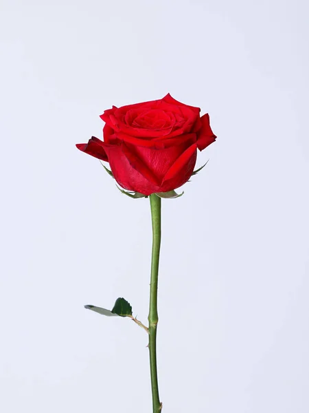 Plano Vertical Una Hermosa Rosa Roja Aislada Sobre Fondo Blanco — Foto de Stock