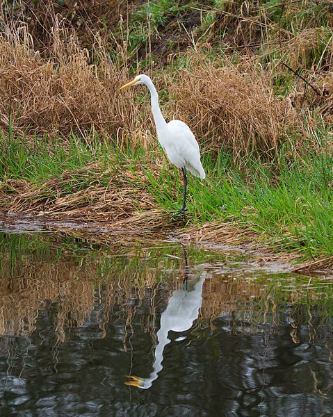 Plan Vertical Grand Aigrette Près Lac — Photo