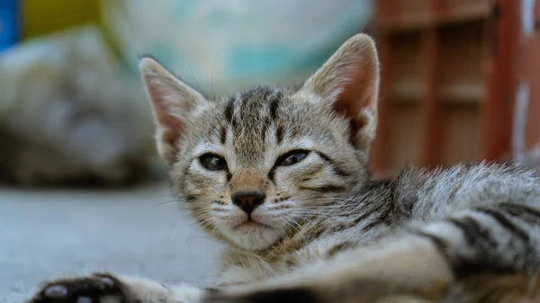 ぼんやりとした背景に寝そべっている猫のクローズアップ — ストック写真